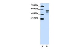 U2AF2 Antibody, Novus Biologicals:Antibodies:Primary Antibodies
